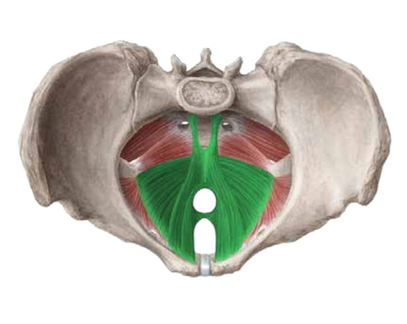 Beckenbodentraining München: Medizinisches Beckenboden Modell für PelviPower Therapie