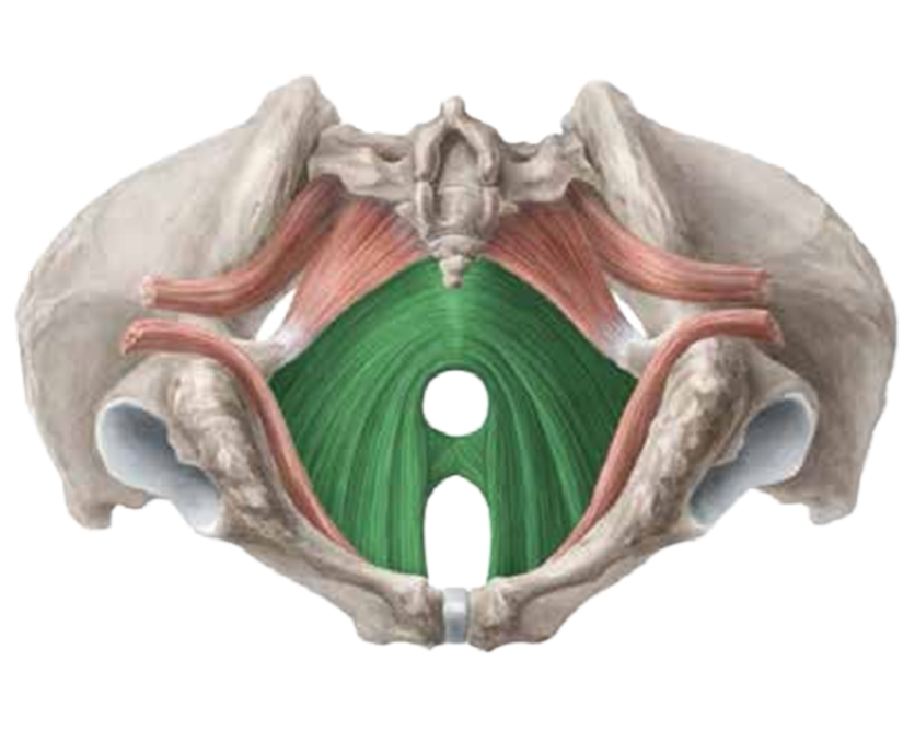 Beckenbodentraining München: Medizinisches Beckenboden Modell für PelviPower Therapie2