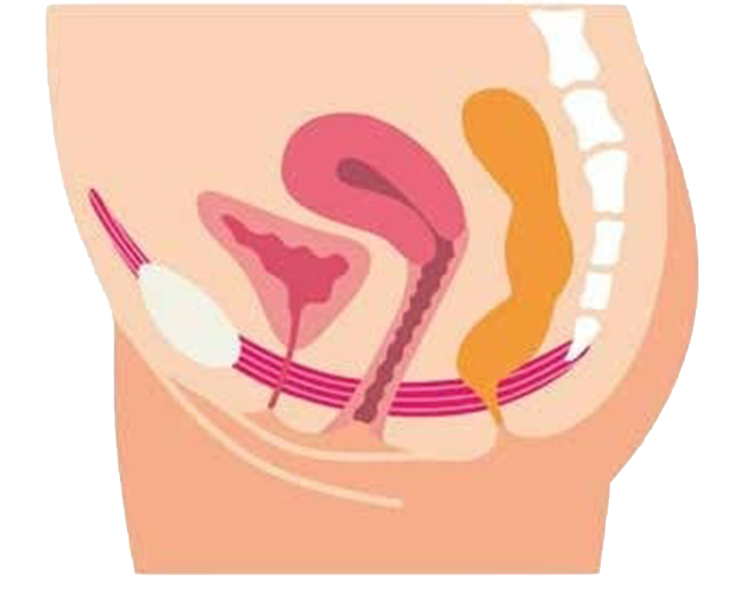 Beckenboden Querschnitt