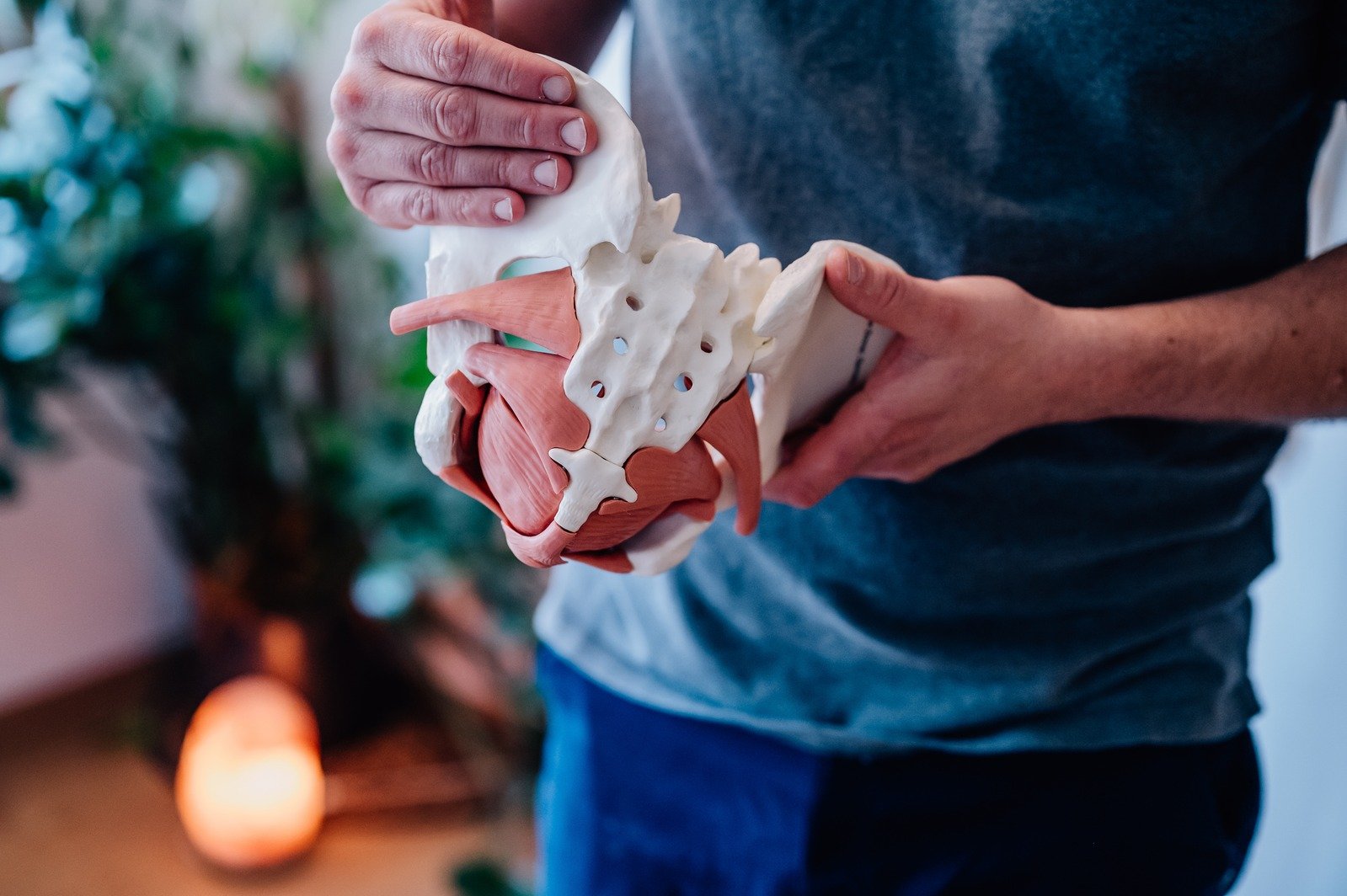 Medizinisches Beckenboden Modell